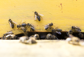 Honey bees beehive