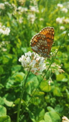Fototapeta na wymiar Beautiful Butterfly sitting on a white flower