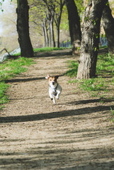 cute terrier walking freely