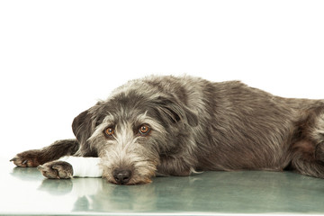 Naklejka na ściany i meble Sad Dog With Injured Leg On Veterinarian Table