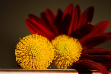 flor de crisantemo roja y amarilla. macro