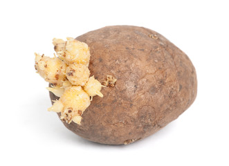 Potatoes with sprouts