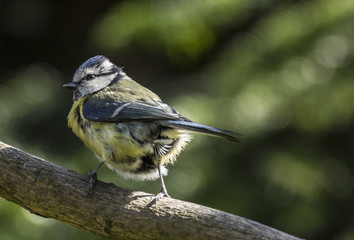 Blue tit on tree branch