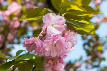 Pink Chinese Tree Peony