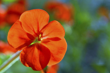 Fototapeta premium Red geranium flower.