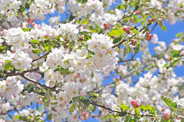 Obraz premium apple flowers background