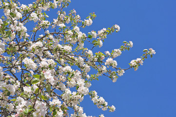 apple flowers background