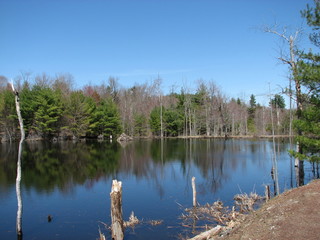 Fototapeta na wymiar Pond and Trees Late Fall