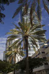 Fototapeta na wymiar Modern Buildings in Rotshild Boulevard Of Tel Aviv. Israel