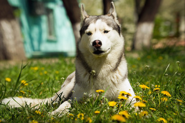 Portrait on the lawn in the urban environment. Siberian Husky