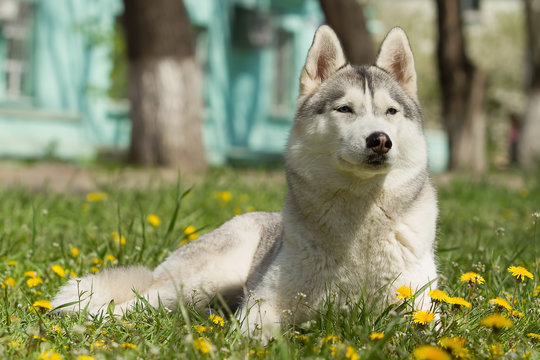 Portrait on the lawn in the urban environment. Siberian Husky