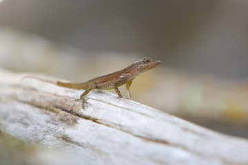 lézard anoli