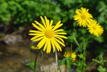 Doronicum, genus of flowering plants in the sunflower family