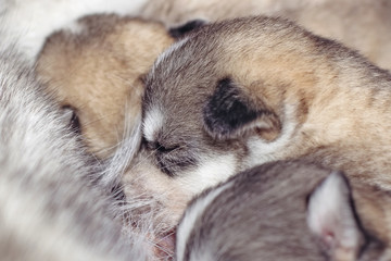 Newborn puppies Siberian Husky. Meals mother's milk.