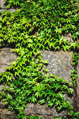 Old stone wall and green ivy
