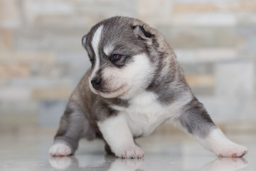 Very little puppy Siberian husky. 