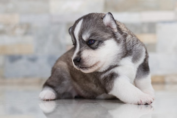 Obraz premium Very little puppy Siberian husky. 
