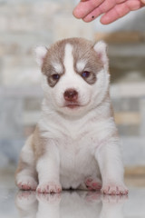 Obraz premium Very little puppy Siberian husky. 