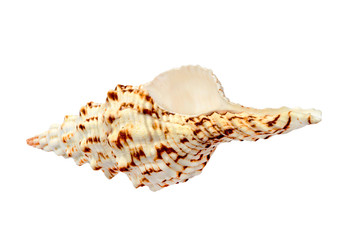 Spiral seashell.Isolated.