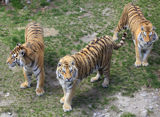 Fototapeta premium Bengal tigers