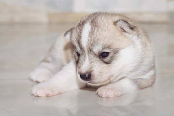 Fototapeta premium Very little puppy Siberian husky. 