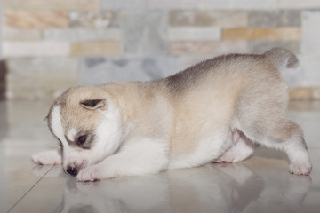 Very little puppy Siberian husky. 