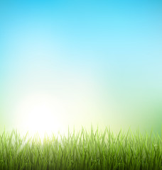 Green grass lawn with sunrise on blue sky. Floral nature spring