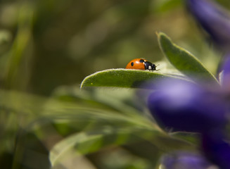 Fototapeta premium Orange Ladybug on a grass