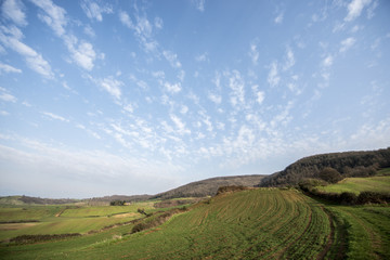 Naklejka premium Cielo sull'albero