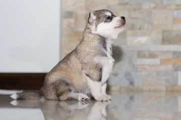 Very little puppy Siberian husky. 