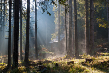 Misty sunny morning in forest.