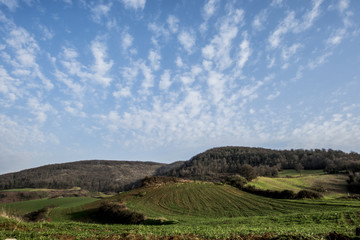 Naklejka premium Cielo sull'albero