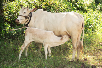 Cow calf suckling milk from its mother in grove background, vint