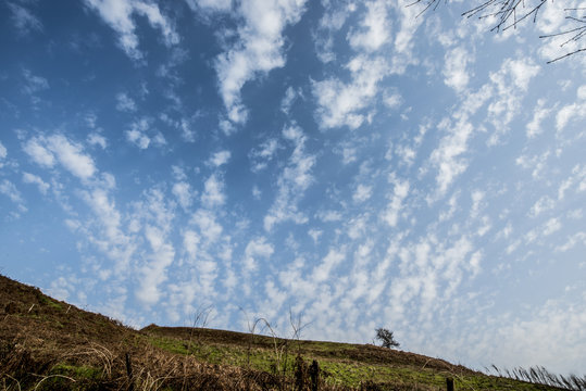 Cielo sull'albero