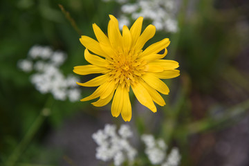 fiore giallo fiori prato 
