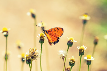 Close up beautiful Butterfly  (Tawny Coster, Acraea violae) 
