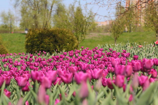 Тюльпаны, Tulips