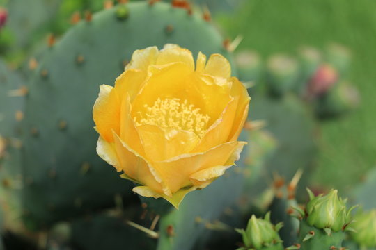 Цветущий кактус, Flowering cactus