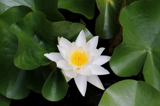 Кувшинка, water lily