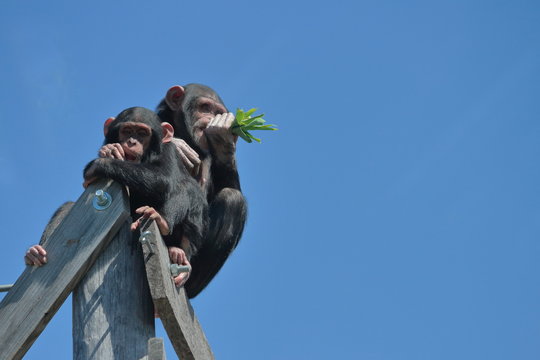 Chimpanzees Eating Green Leaves