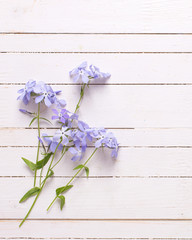 Background with  blue  flowers