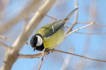 Tit sit on the tree. Side view. Russian nature