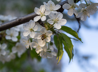 A bee pollinates a blossoming cherry. Flowers and gardens
