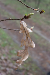 Spring. Old, last year's oak leaves