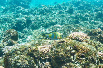Obraz premium Coral reef and fish