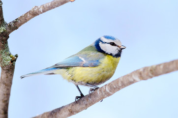 Tit sit on the tree. Front side. Russian nature