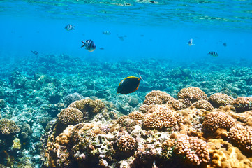 Coral reef and fish