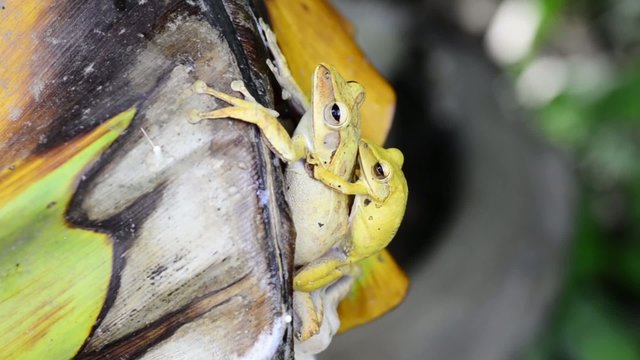 frog breeding near pond