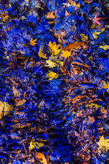 Fête des feuilles au Parc de la Tête d'Or à Lyon