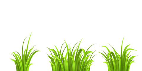 Grass three bushes isolated on white - 83781494